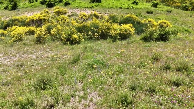 Pendio arricchito da una splendida fioritura di ginestre gialle selvatiche. Il verde brillante dei cespugli, il terreno roccioso e sullo sfondo sotto un cielo azzurro