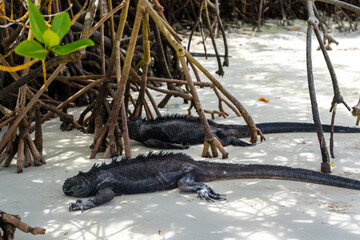 Marine iguanas resting under mangrove trees at Tortuga Bay, Galapagos, Ecuador © daboost
