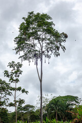 Fototapeta premium Bird Nests Hanging on Tree in Cuyabeno Reserve, Ecuador
