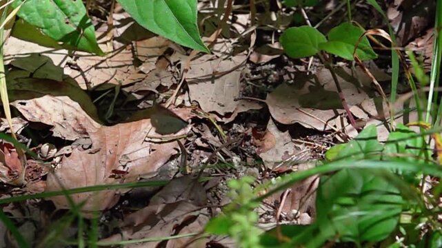 Super slow motion macro shot of a gossamer-winged butterfly taking off from dry fallen leaves on the ground.
