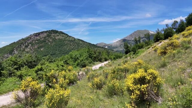 Pendio arricchito da una splendida fioritura di ginestre gialle selvatiche. Il verde brillante dei cespugli, il terreno roccioso e sullo sfondo sotto un cielo azzurro