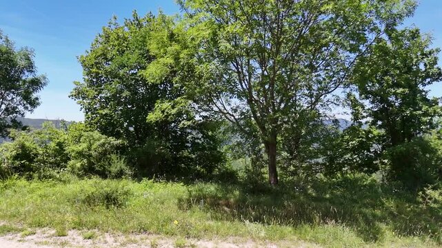 Un'inquadratura ravvicinata e luminosa della vegetazione spontanea sul monte petria, con alberi frondosi e un prato verde in primo piano. Uno scorcio naturale estivo e sereno sotto un cielo limpido