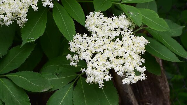 White elderberry flowers blooming on branch with green leaves in summer