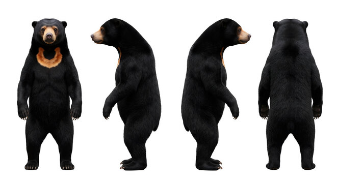 Sun bear is captured in a comprehensive character turn-around showcasing its unique chest markings and physical build.