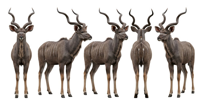 Kudu bull displays its characteristic spiraled horns and striped coat in a multi-angle character sheet.