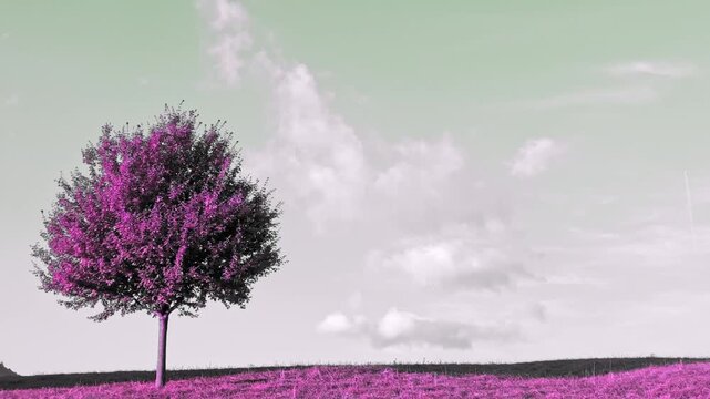 Beautiful View over a Single Tree with Leaf and Against Pink Sky and Clouds in a Sunny Summer Day in Menthon Saint Bernard, Auvergne Rhone Alpes, France.