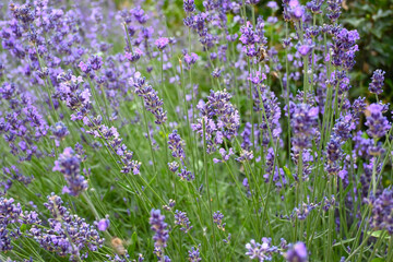 Close-up of lavender flowers forming a natural background texture, representing calmness and nature. © Veronika