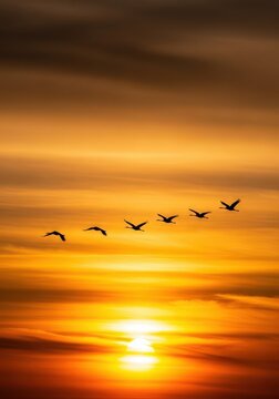Silhouette of Migrating Birds Flying in a Line Against a Vibrant Orange Sunset Sky