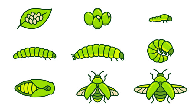 Firefly Life Cycle and Complete Metamorphosis Stages from Egg to Adult Lightning Bug