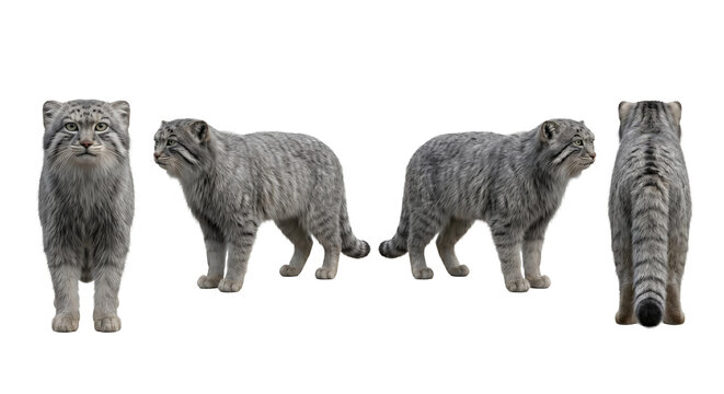 Pallas's cat displays its dense grey fur and characteristic facial features from four different angles.