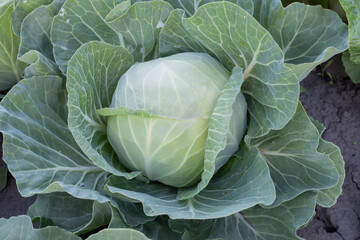 Obraz premium Mature White Cabbage Growing In Farm Garden Ready For Harvest Agricultural Production