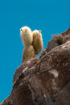 big cactus on rock