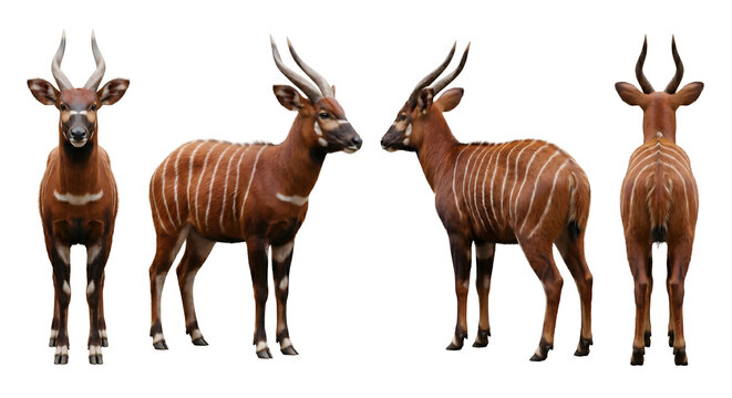 Bongo antelope displays its striped reddish-brown coat in a comprehensive four-view set of angles.
