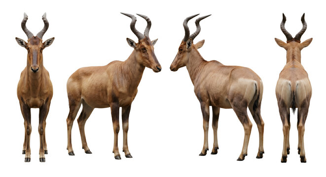 Hartebeest illustrates its characteristic twisted horn structure and muscular build with a full set of directional poses.
