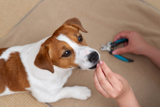 Jack Russell Terrier dog receiving a reward treat during nail trimming at home