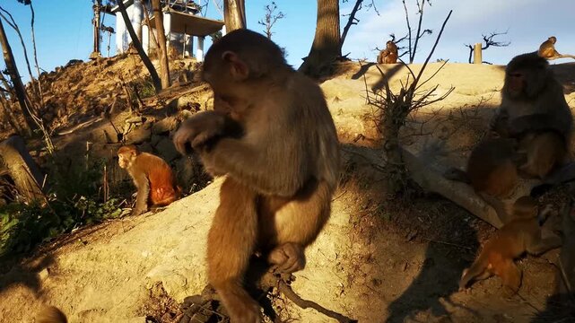 Young macaque monkey resting on rocky hillside in warm sunlight