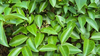 Fototapeta premium leaves of Glossy privet (Ligustrum lucidum)