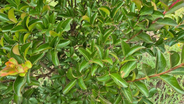 leaves of Glossy privet (Ligustrum lucidum)