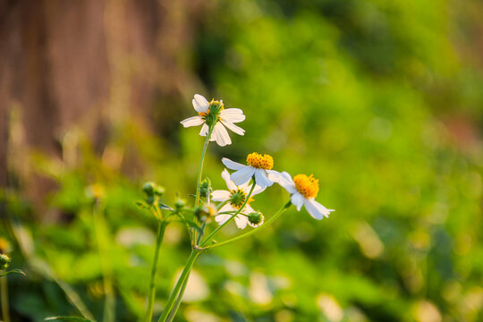 White bidens pilosa flowers with yellow centers against blurred green foliage