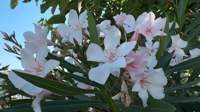 White Oleander Nerium oleander blossoms and flower buds growing among lanceolate evergreen leaves in natural sunlight. Closeup botanical scene showing ornamental flowering shrub, Mediterranean landsca