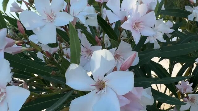 White Oleander Nerium oleander blossoms and flower buds growing among lanceolate evergreen leaves in natural sunlight. Closeup botanical scene showing ornamental flowering shrub, Mediterranean landsca