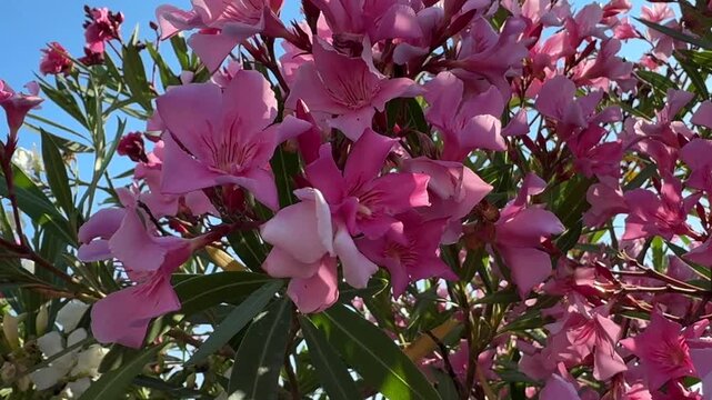 Pink Oleander Nerium oleander blossoms and buds growing among glossy green leaves in bright sunlight. Closeup floral scene showing ornamental Mediterranean plant, garden landscaping and summer floweri