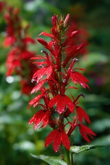 Obraz premium Close-up of a vibrant cardinal flower in a sunlit garden with rich red petals and green foliage