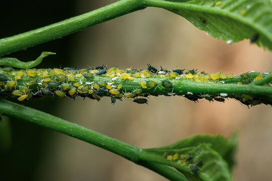 Aphids colony infesting green plant stem