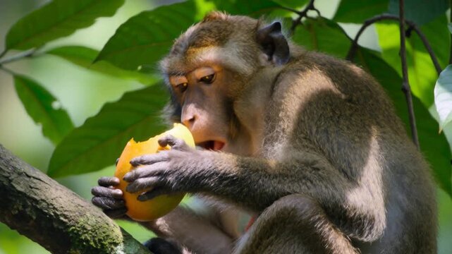 Wild macaque monkey eating fruit on a tree branch