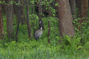 Fototapeta premium Common crane walking through a lush green forest among ferns and tall tree trunks