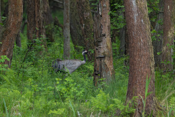 Fototapeta premium Common crane walking through a lush green forest among ferns and tall tree trunks