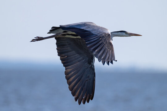Close-up profile view of a grey heron flying with outspread wings over a calm blue water surface