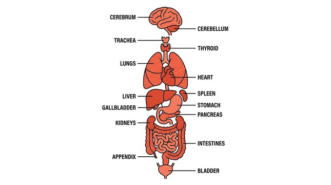 Comprehensive human internal organ anatomy chart with anatomical labels