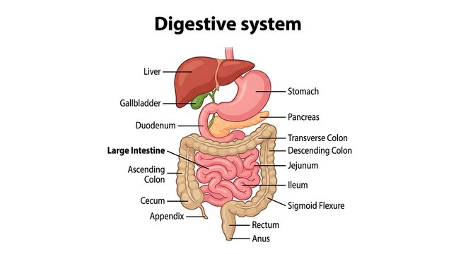 Anatomical chart of the human digestive system organs with digestive, intestine