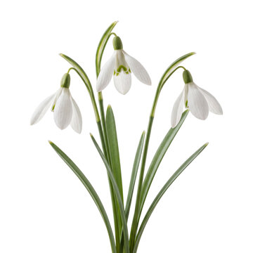 Snowdrop Flowers With Green Stems On Transparent Background
