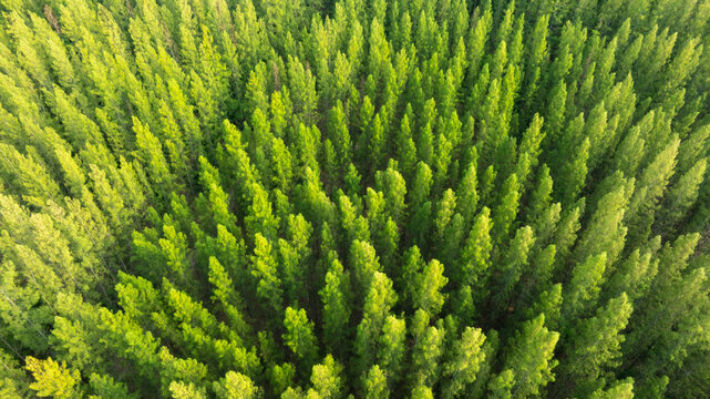 aerial view of dark green pine forest Abundant natural ecosystems of rainforest. Concept of nature forest preservation and reforestation.	