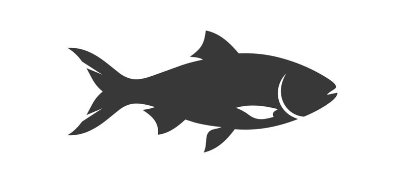 Silhouette of a Tarpon Fish Swimming in Water.