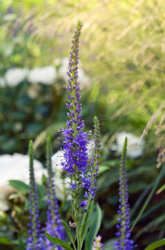 Vibrant purple veronica flowers bloom in a sunlit garden setting
