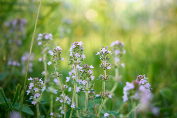 Fototapeta premium Flowering thyme (Thymus serpyllum) in a sunny meadow with a blurred background.