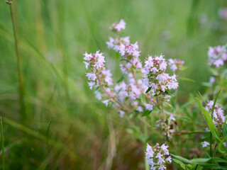 Obraz premium Flowering thyme (Thymus serpyllum) in a sunny meadow with a blurred background.