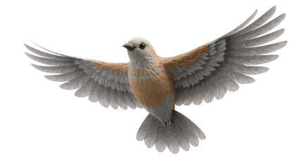 Small bird with spread wings, light brown and gray feathers © Gabriela