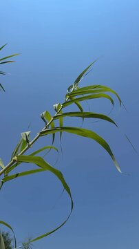 Low angle vertical shot of green giant reed leaves swaying in the wind against a clear blue sky on a bright sunny day