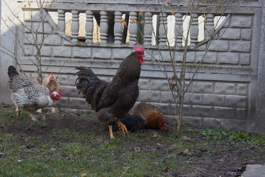 Large speckled rooster with hens in a rural yard by a concrete fence, dark speckled rooster stands proudly in a countryside backyard, surrounded by several free-range hens .
