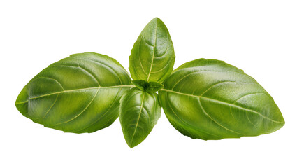 Fototapeta premium Fresh green basil leaves with visible veins