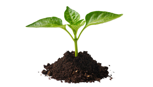 Young green plant sprout growing from dark soil mound