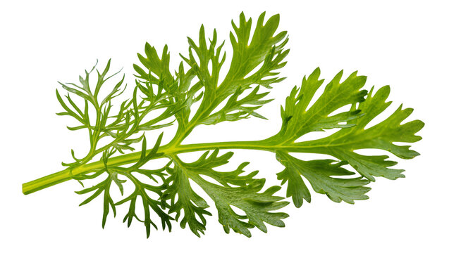 Green fern-like leaves with serrated edges on a stem