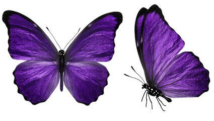Two vibrant purple butterflies with black edges and detailed wings