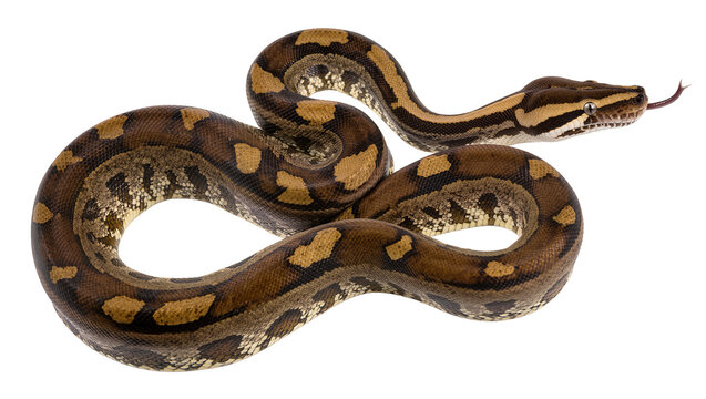 Brown Python Snake with Yellow Spots and Black Stripes