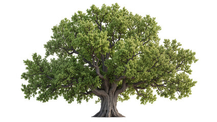 Majestic ancient oak tree with lush green foliage and gnarled trunk © Leon