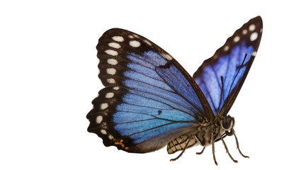 Blue Morpho Butterfly with Black and White Spots on Wings © Leon